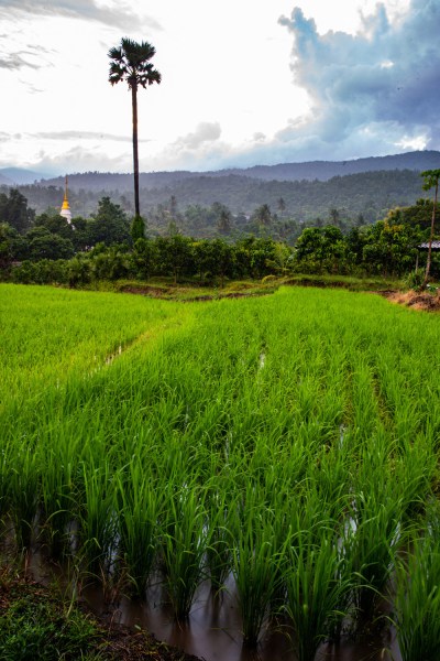 Palm tree and chedi in the landscape