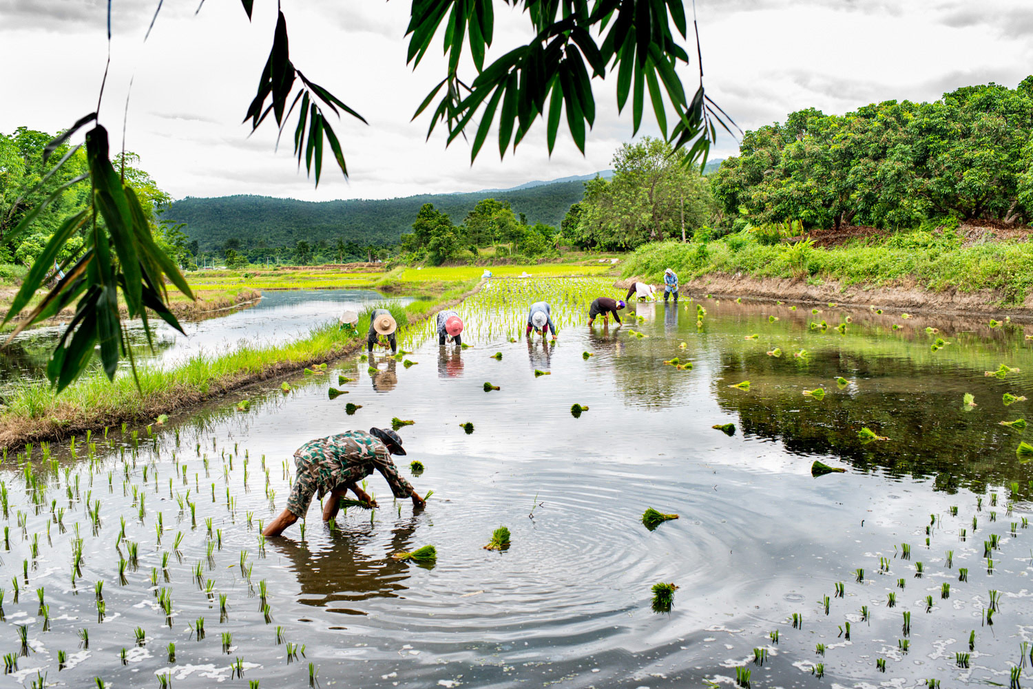 rice planting 35mm landscape photography