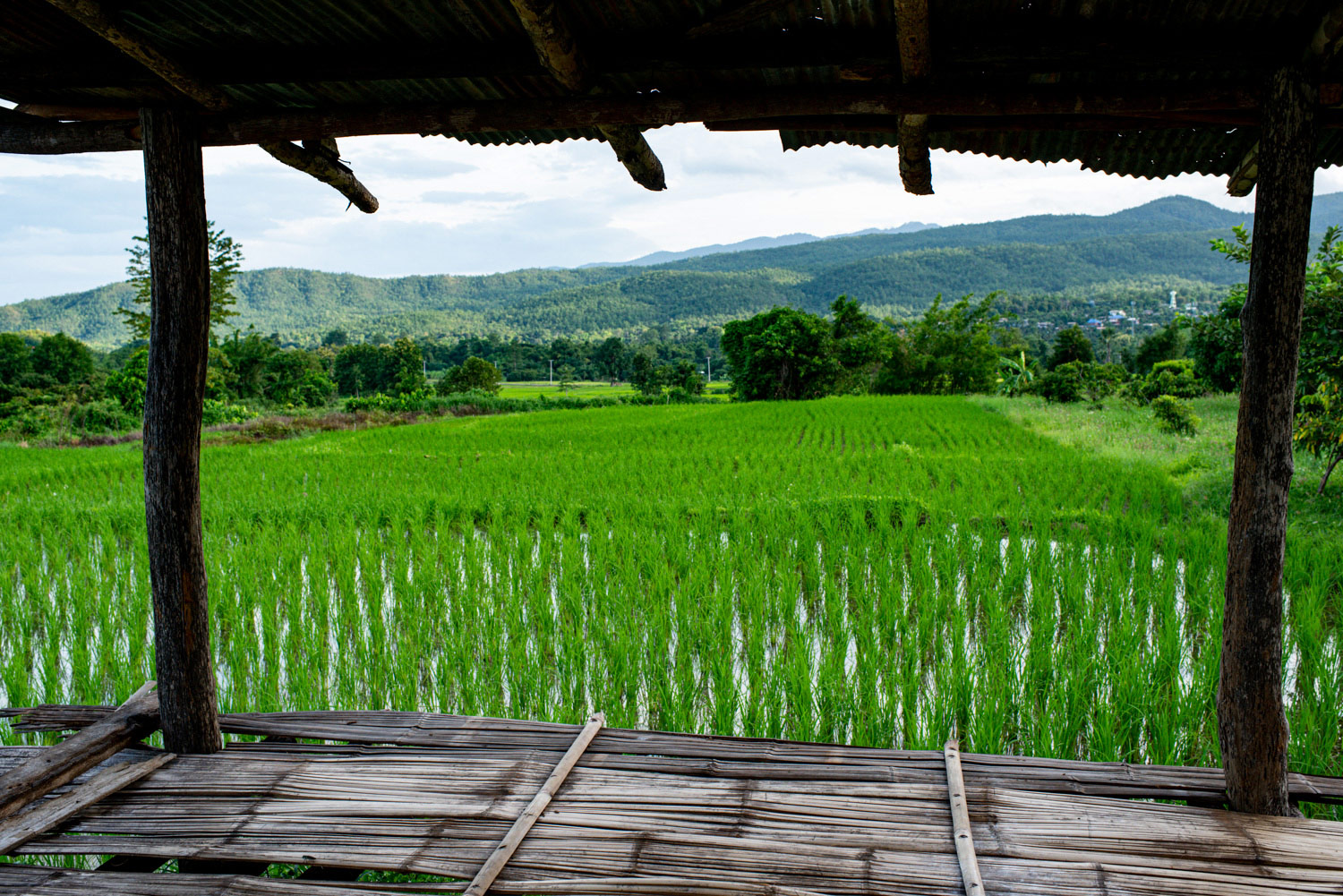 looking through a structure at the rice fields