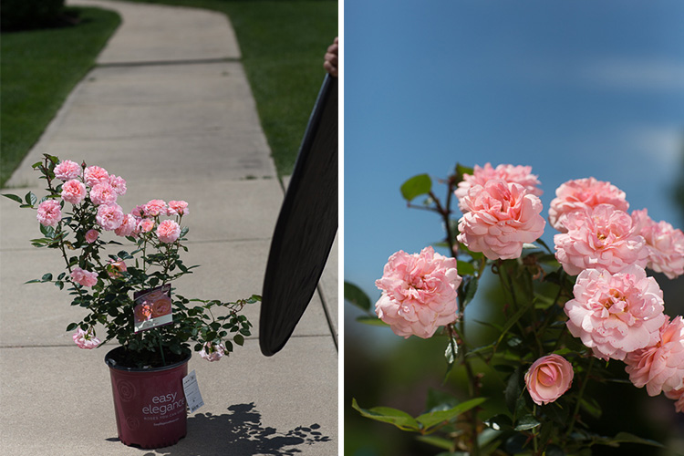 Photographing in the midday sun