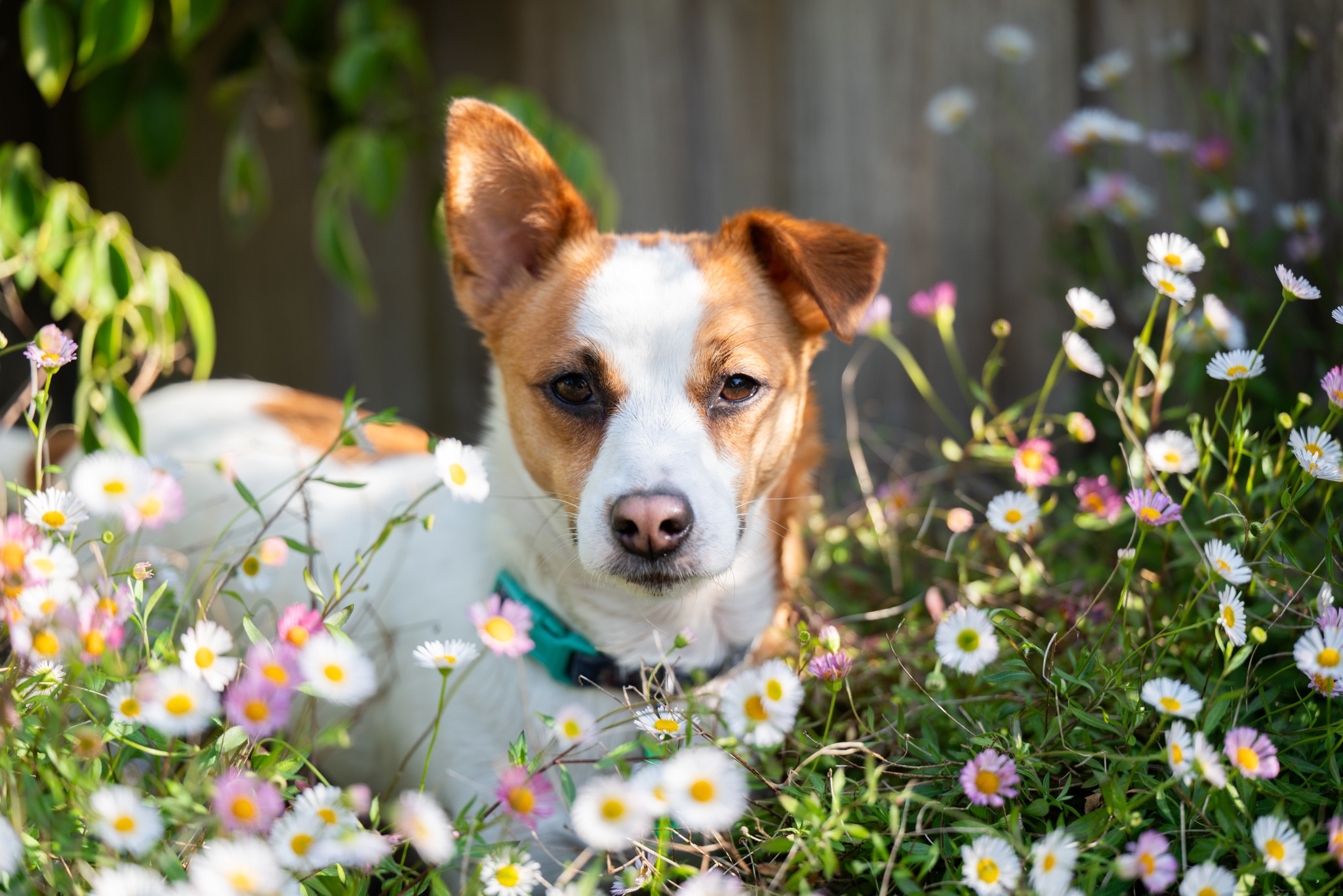 Coco the Jack Russell Terrier