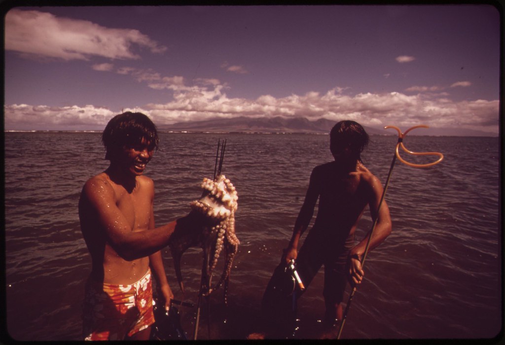 On Saturday, schoolboys from Lanai City go out to dive for octopus--a delicacy which represents good money if sold to local markets, October 1973