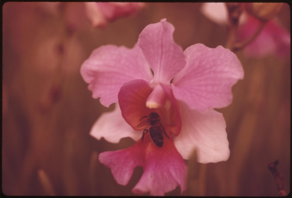 The Hilo area of Hawaii is known as the orchid capital of the world, November 1973