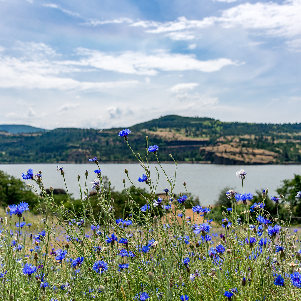 Wildflowers Before the Gorge