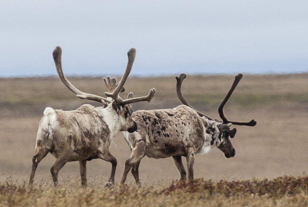 Teshekpuk Caribou, Northeast National Petroleum Reserve in Alaska