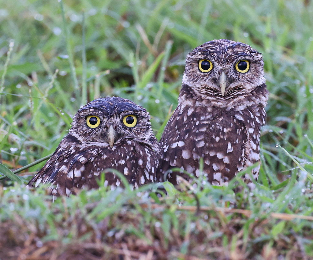 Burrowing Owls of Cape Coral