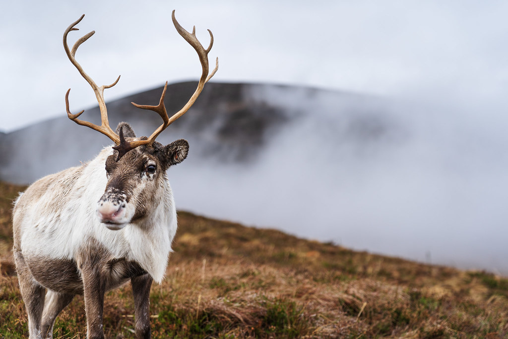 Reindeer in the cloud