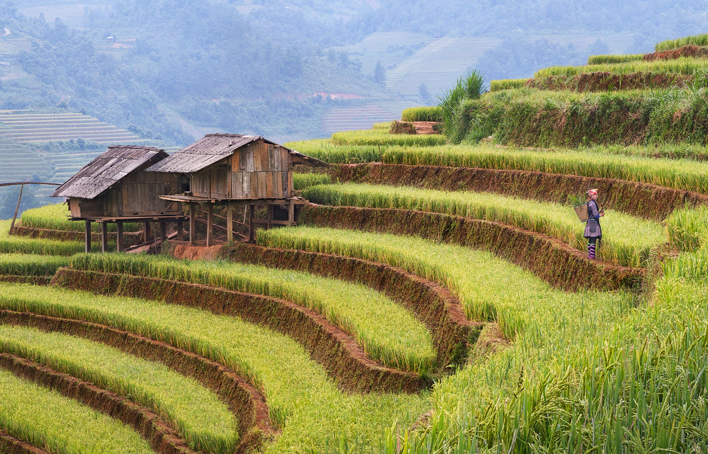 Mu Cang Chai (Explore 10 Oct 2023)