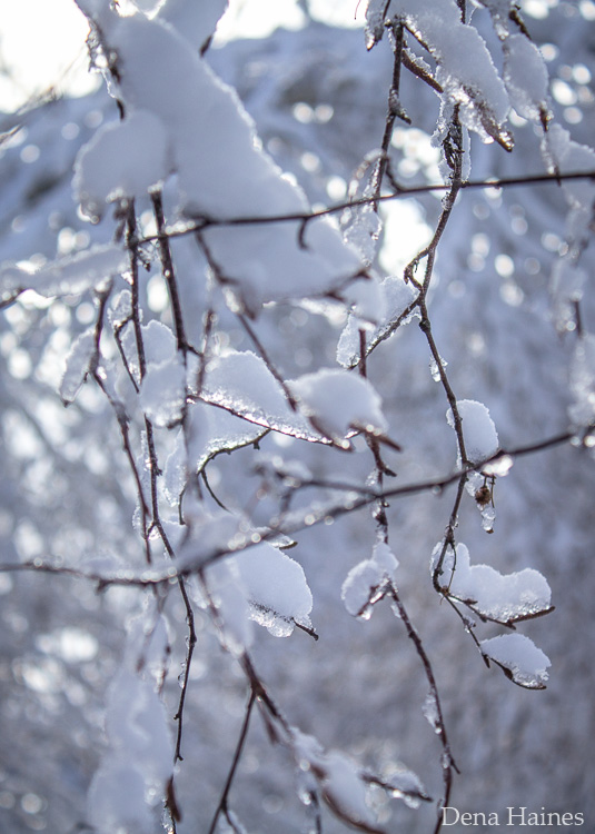 abstract snow photography of ice and branches