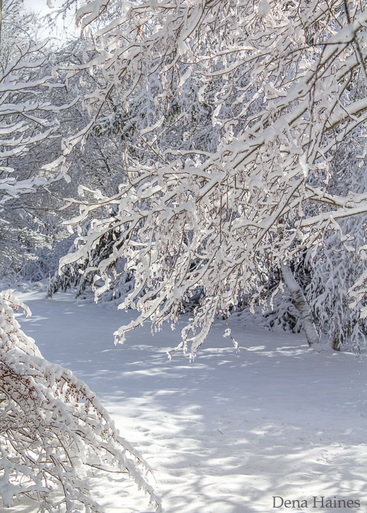 snow in the sun with beautiful light