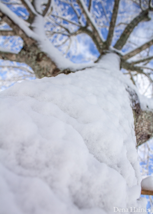 photographing snow up a tree