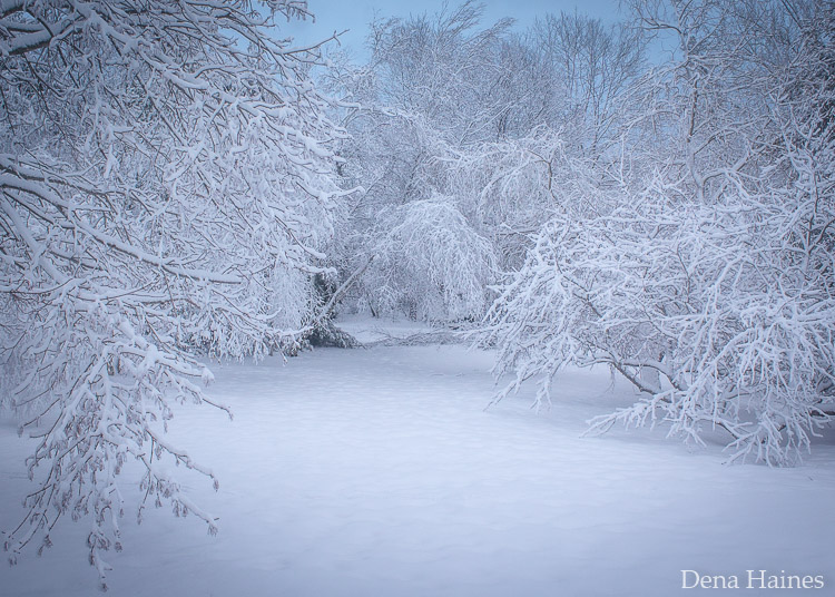 trees heavy with snow