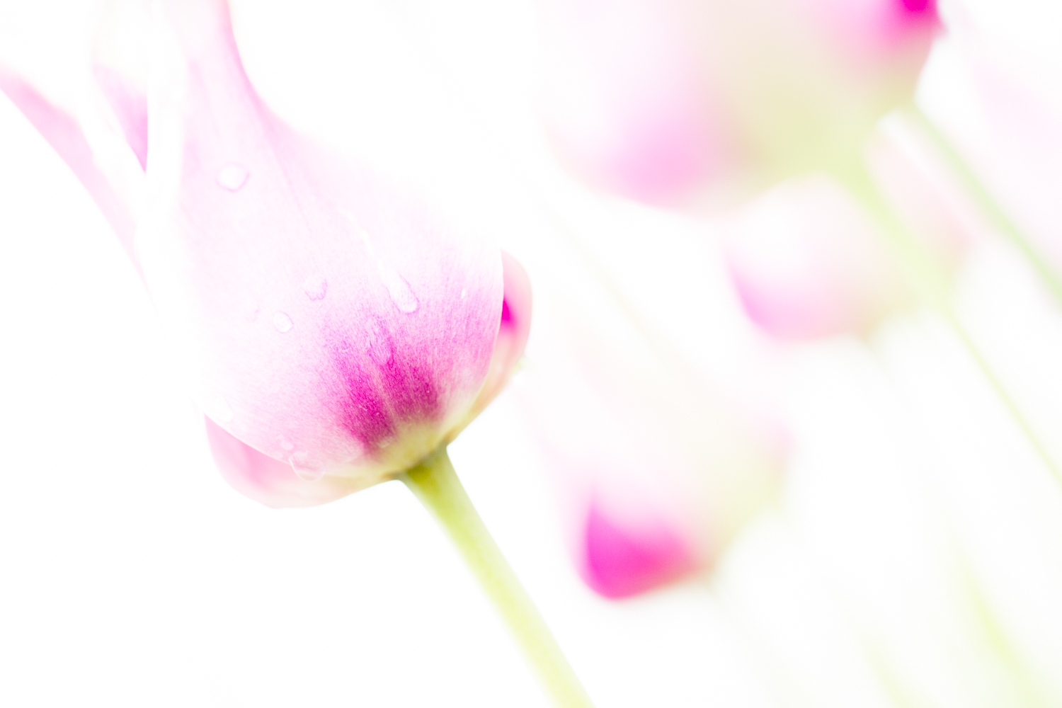 flower macro photography tulip light and airy image