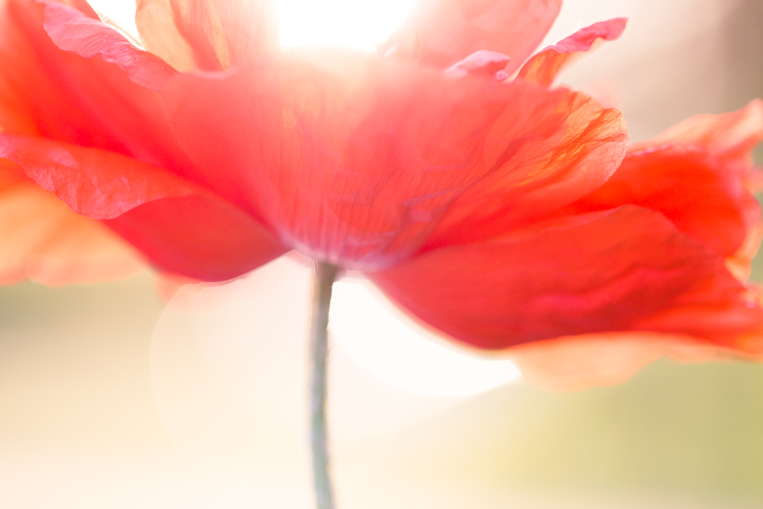 flower macro photography red poppy