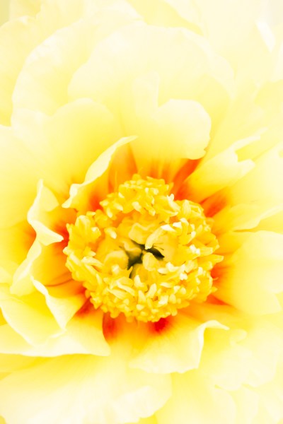 flower macro photography peony single subject 