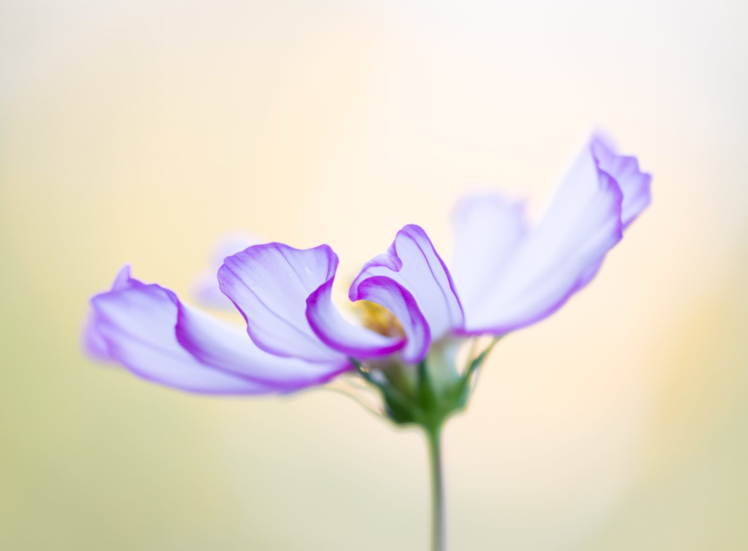 flower with a shallow depth of field effect