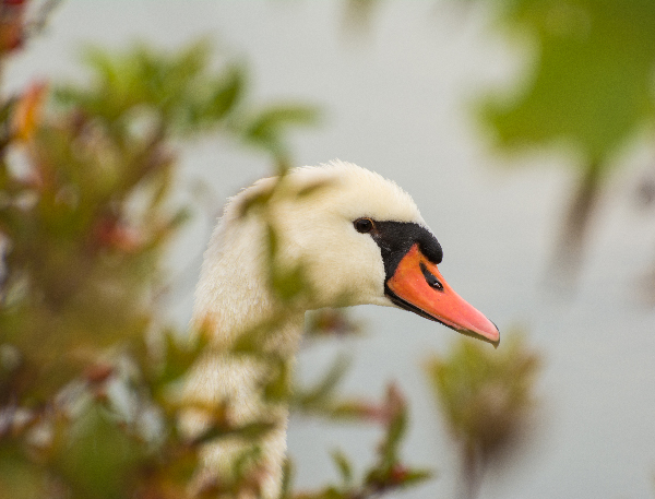 swan hiding in the tall grass