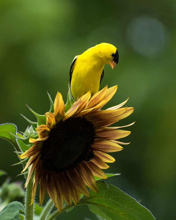 American goldfinch on a sunflower