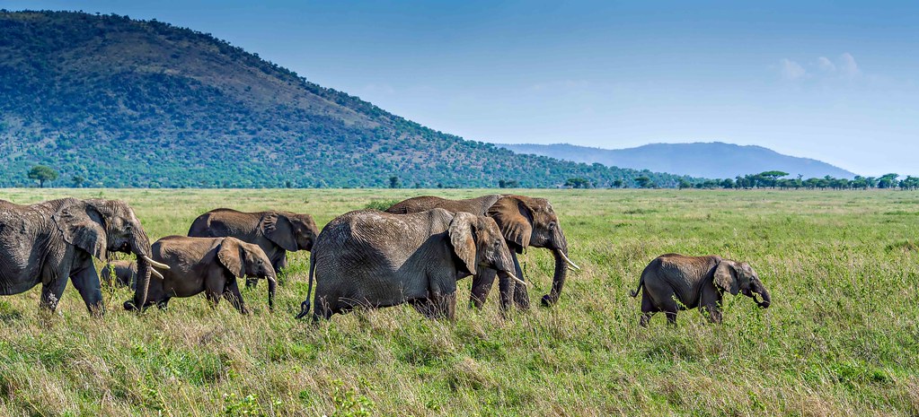 The Youngster Gets to Lead @ Serengeti National Park, Tanzania-6087