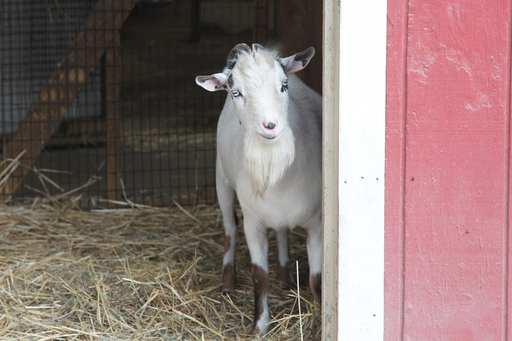 Cute Goat at Cape May Zoo 08-17-24