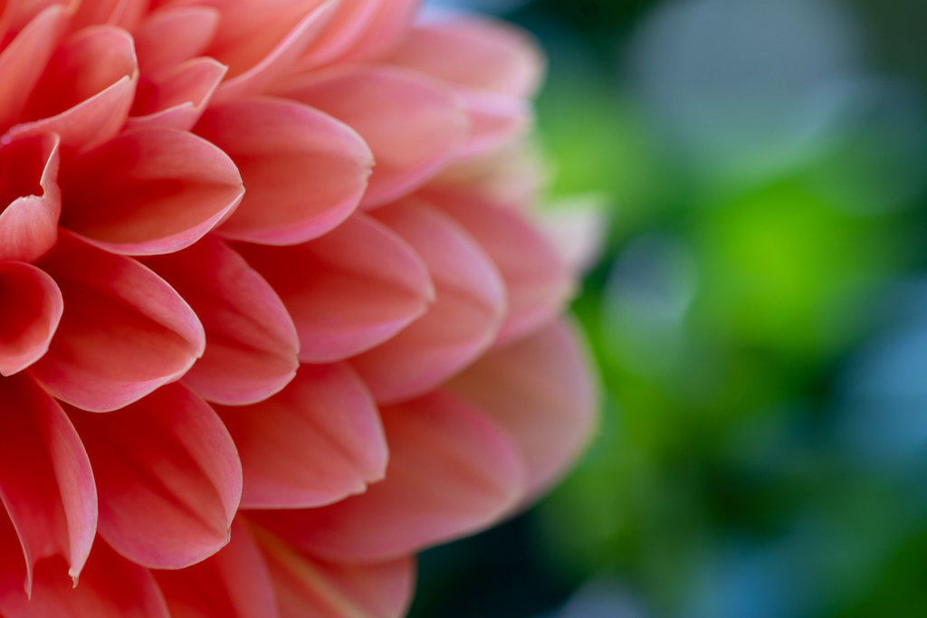 The Fascinating World of Dahlias