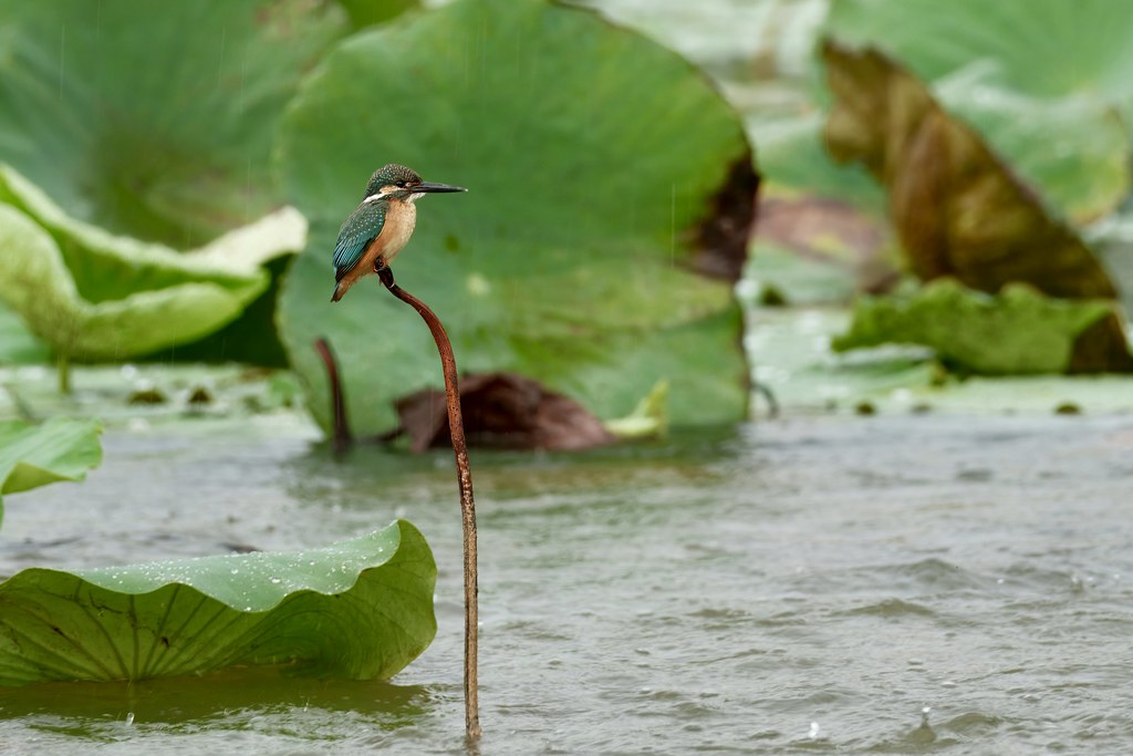 Kingfisher (Common and Ruddy), both migrators