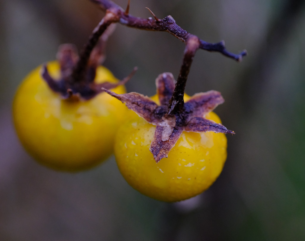 Yellow Berries