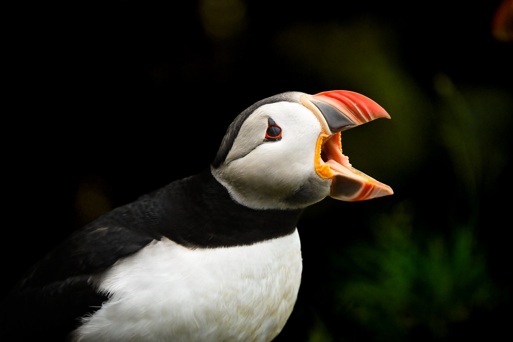 Puffin