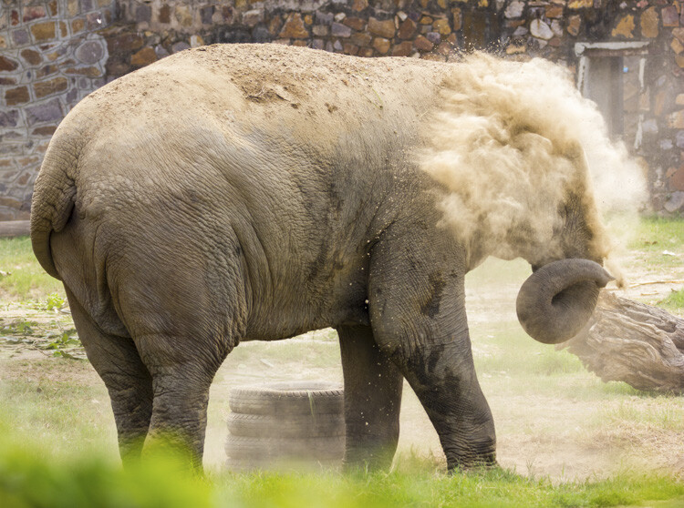 Super-telephoto wildlife photography