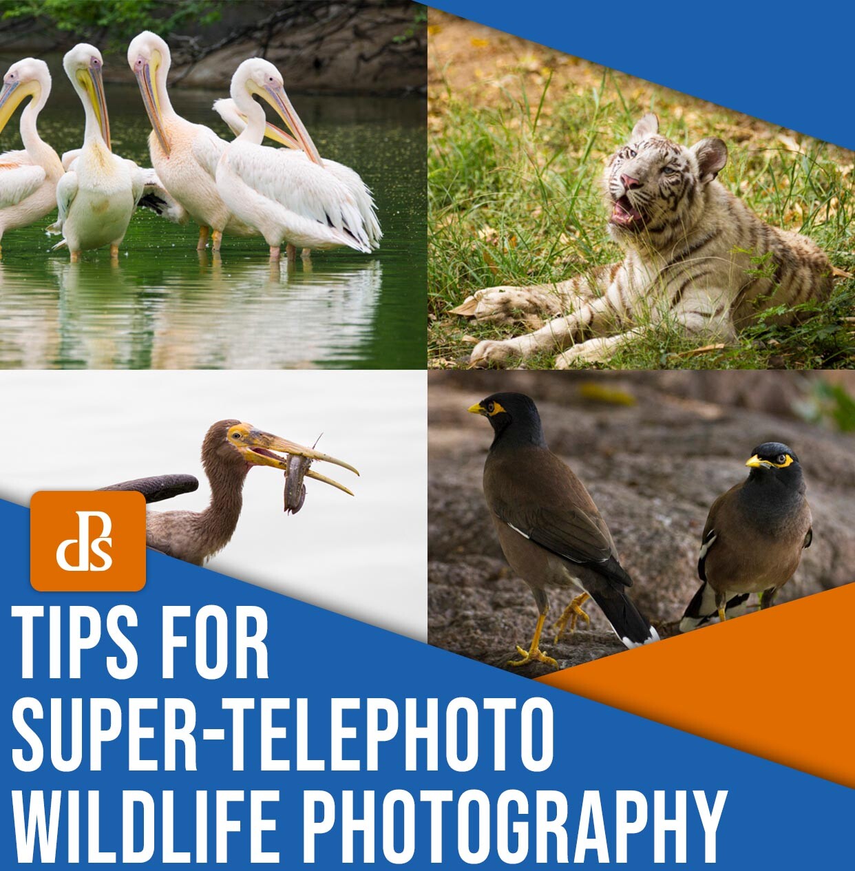 Tips for super-telephoto wildlife photography