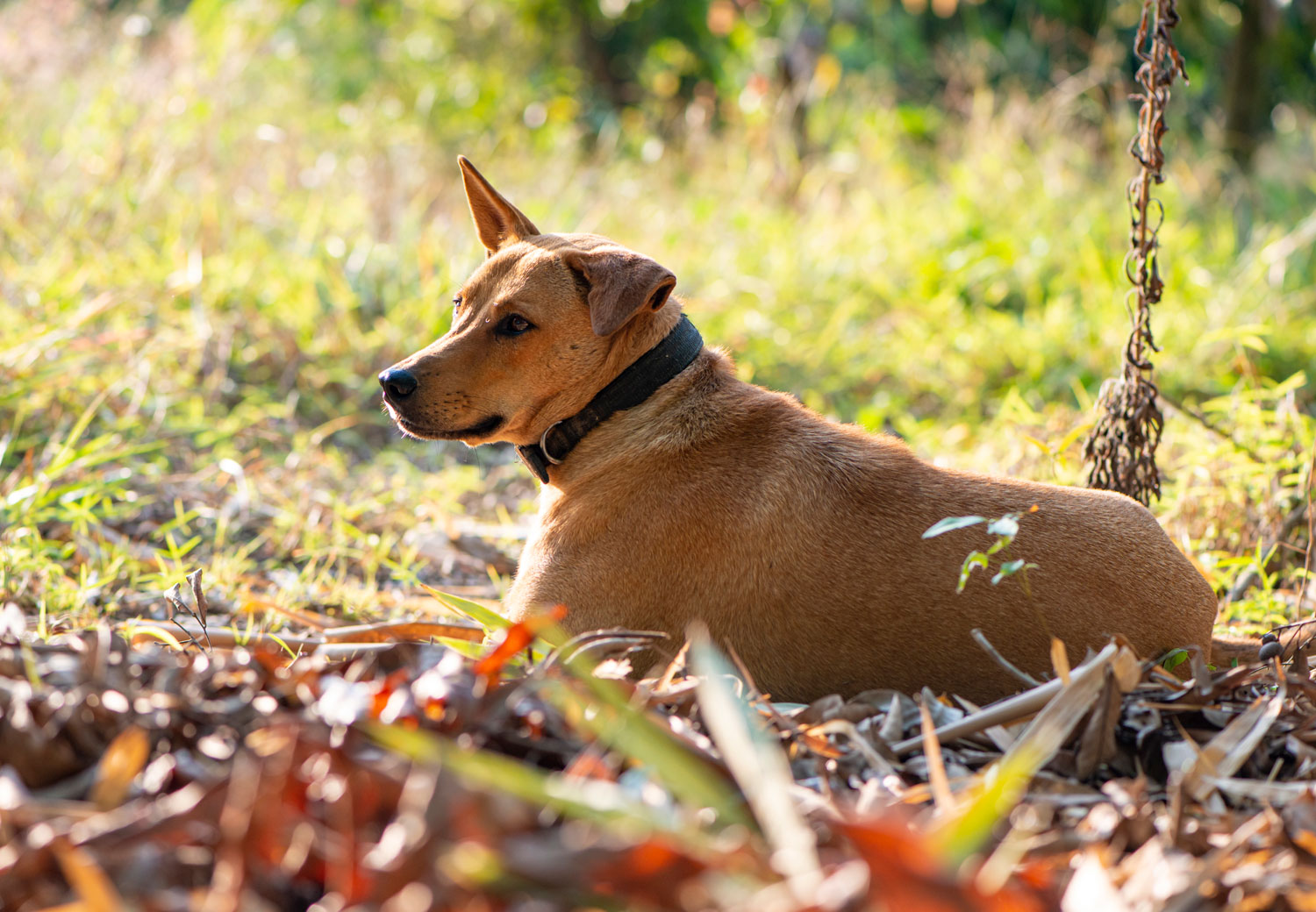 brown dog outdoors pet photography settings