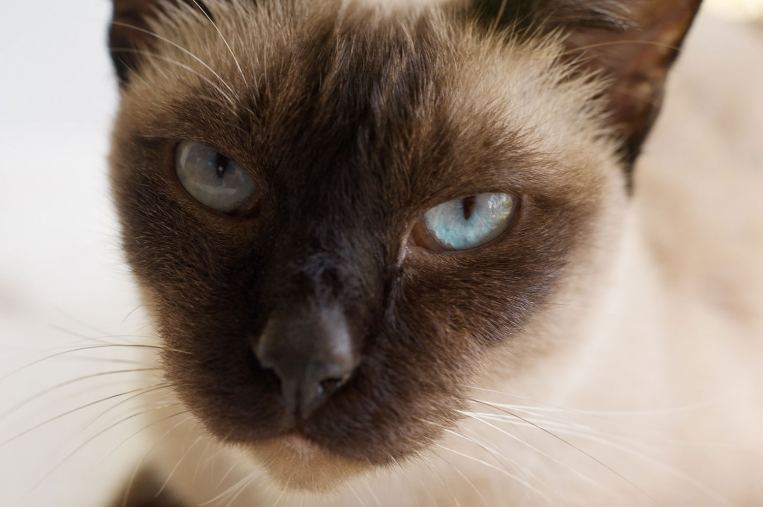 close-up of a cat pet photography settings