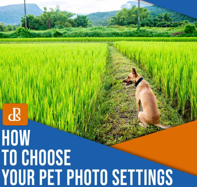 Pet Photography Settings: The Ultimate Guide