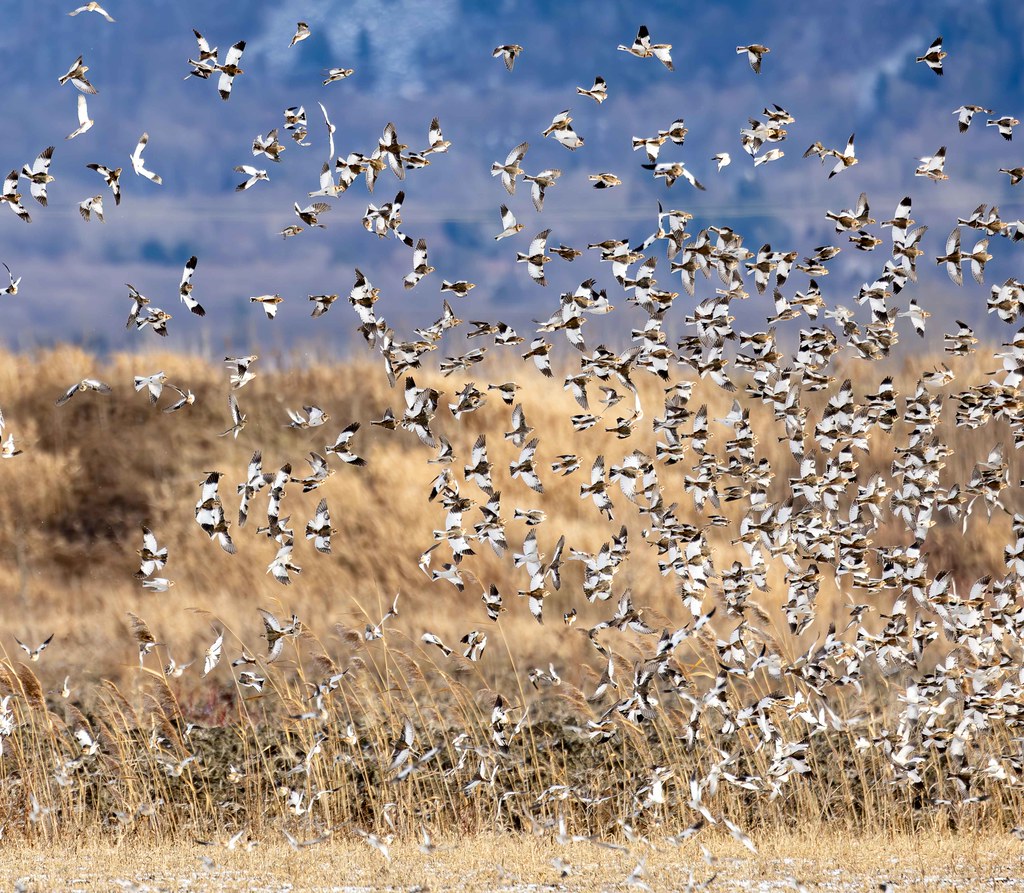 Plectrophane des neiges / Snow Bunting / Plectrophenax nivalis