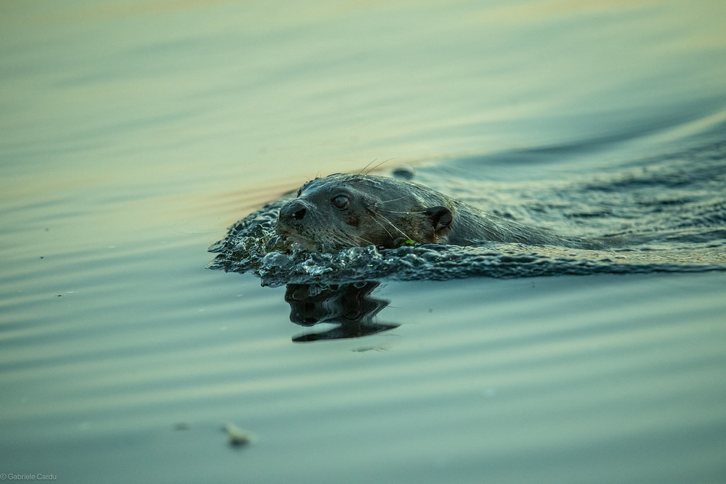 Brazilian giant otter (Pteronura Brasiliensis), Pantanal, Mato Grosso, Brazil