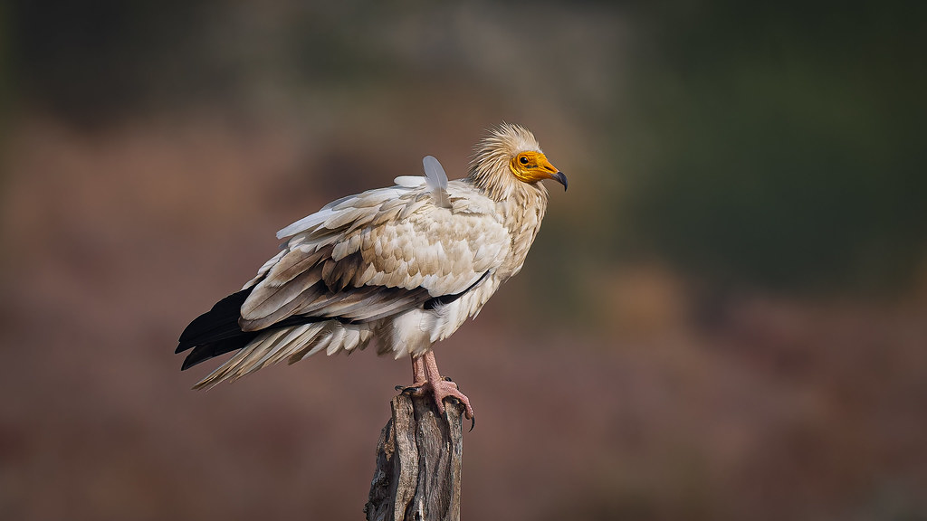 An Egyptian Vulture in the desert