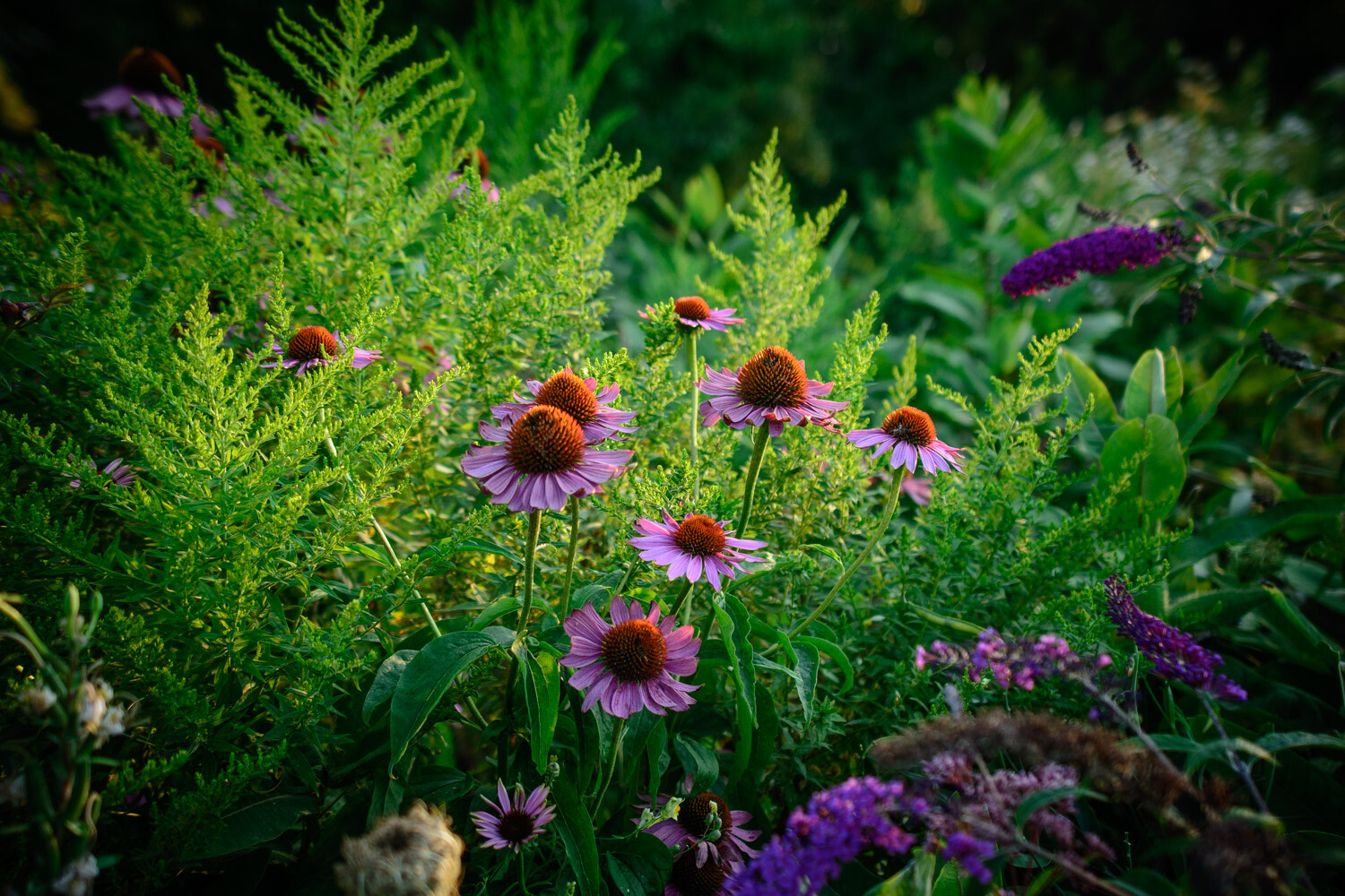 flowers in a garden photography idea