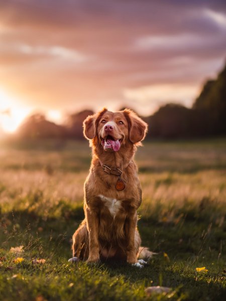 Shallow depth of field in photography