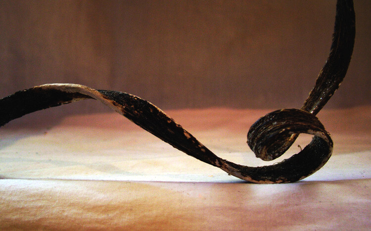 Still life photography piece of curling seaweed