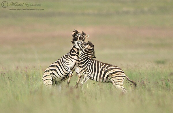 zebras fighting