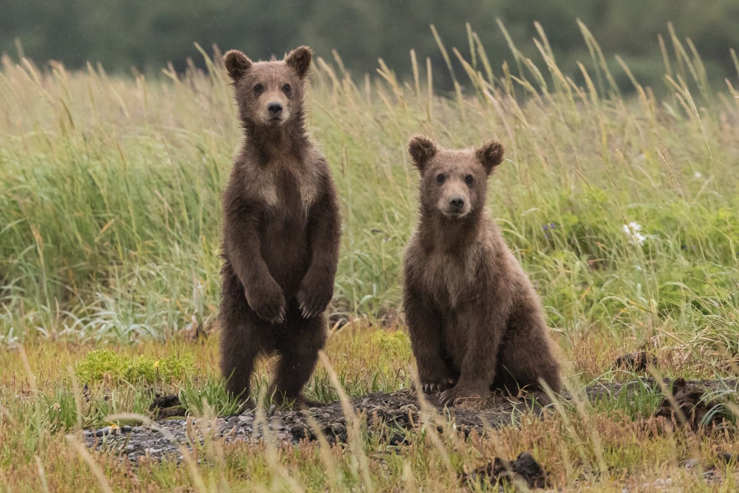 Wildlife photography