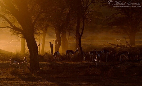 backlit sprinboks at dawn