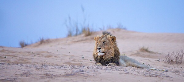 a wildlife photography example of a lion on a dune