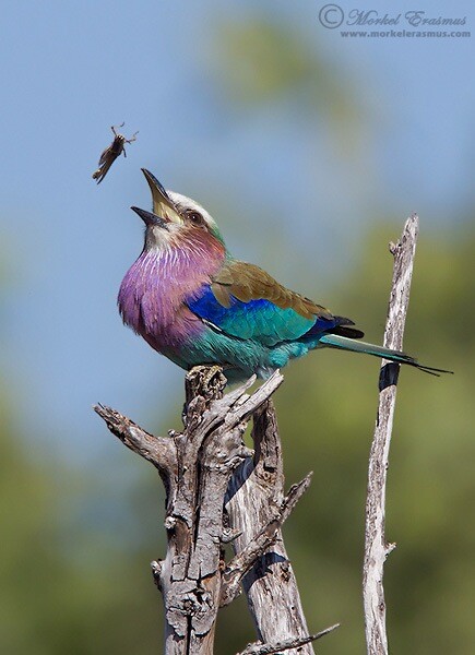 roller eating lunch