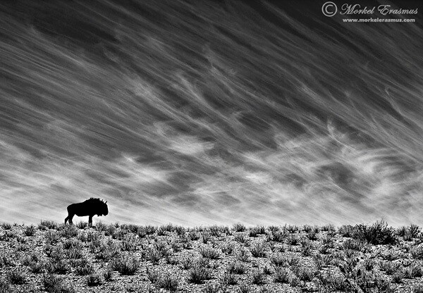 wildebeest on a dune as stunning wildlife photography