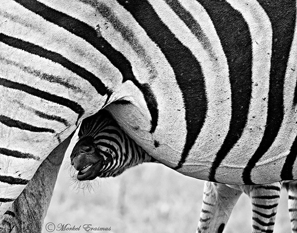 thirsty Zebra foal makes for intimate wildlife photography