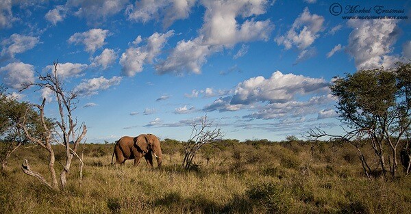 elephant in the landscape as wildlife photography