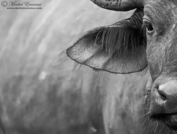 buffalo abstract close-up of ear