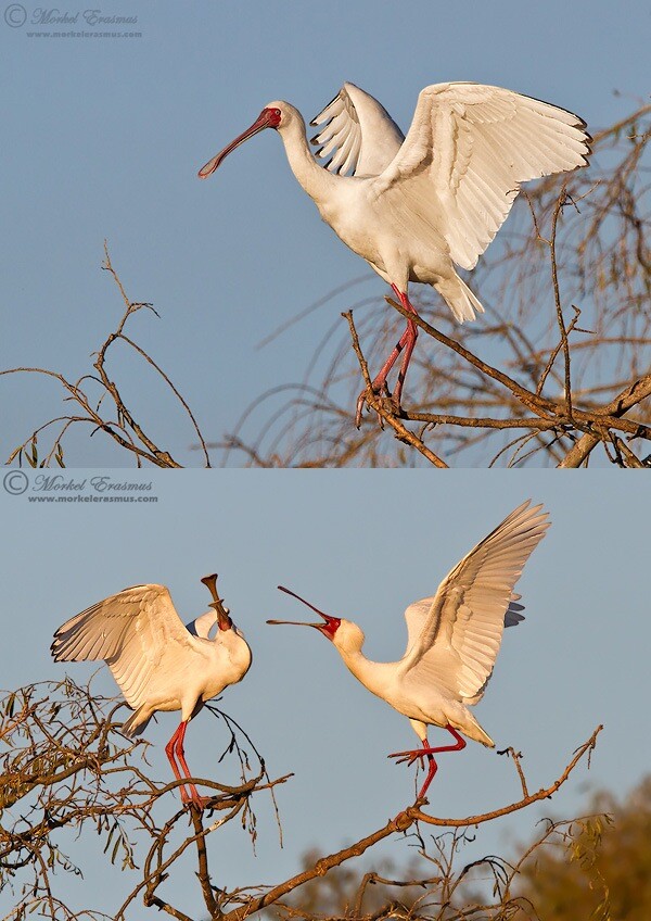 spoonbills in the trees; the more the merrier wildlife photography tip