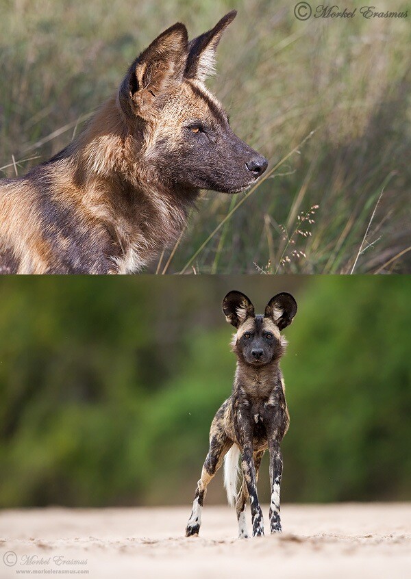 wild dogs